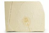 Bargain, Fossil Juvenile Stingray (Heliobatis) - Wyoming #318798-1